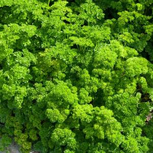 Persil Frisé Vert Foncé